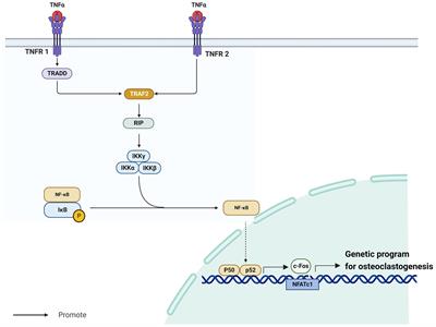 Effect of Bifidobacterium on osteoclasts: TNF-α/NF-κB inflammatory signal pathway-mediated mechanism